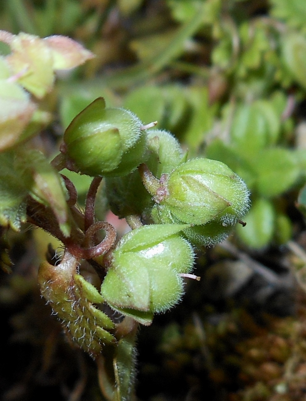 Veronica polita Fr. / Veronica lucida